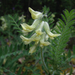 Astragalus tennesseensis - Photo (c) Milo Pyne, algunos derechos reservados (CC BY-NC), uploaded by Milo Pyne