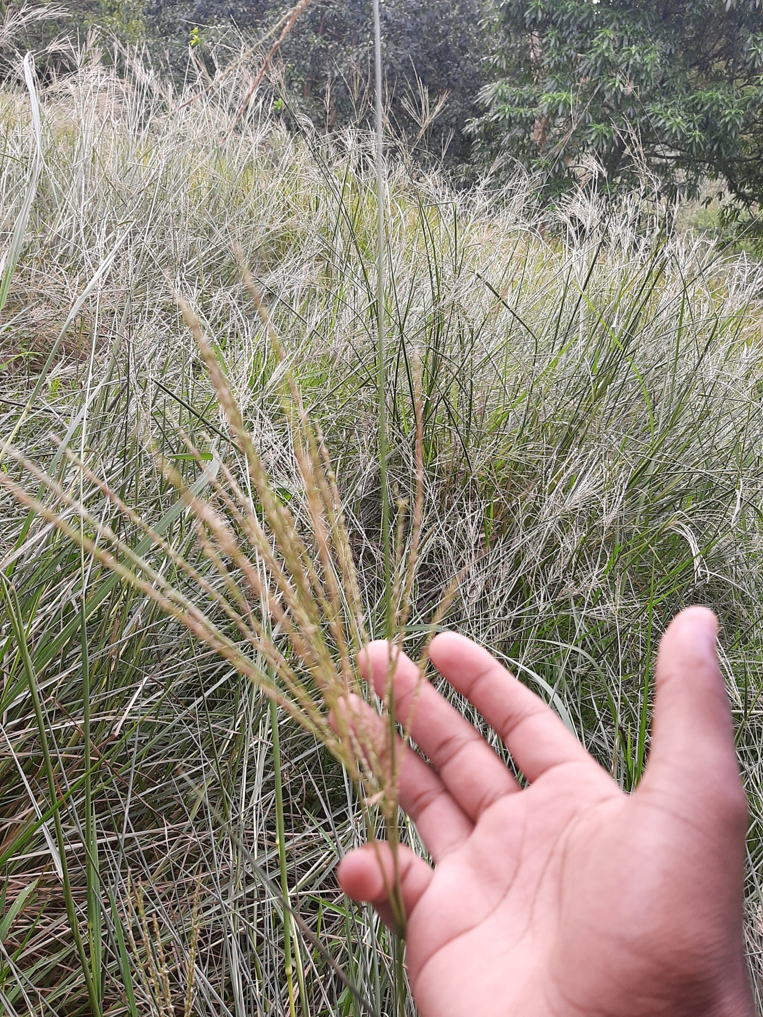 Imagem de Capim-urochloa