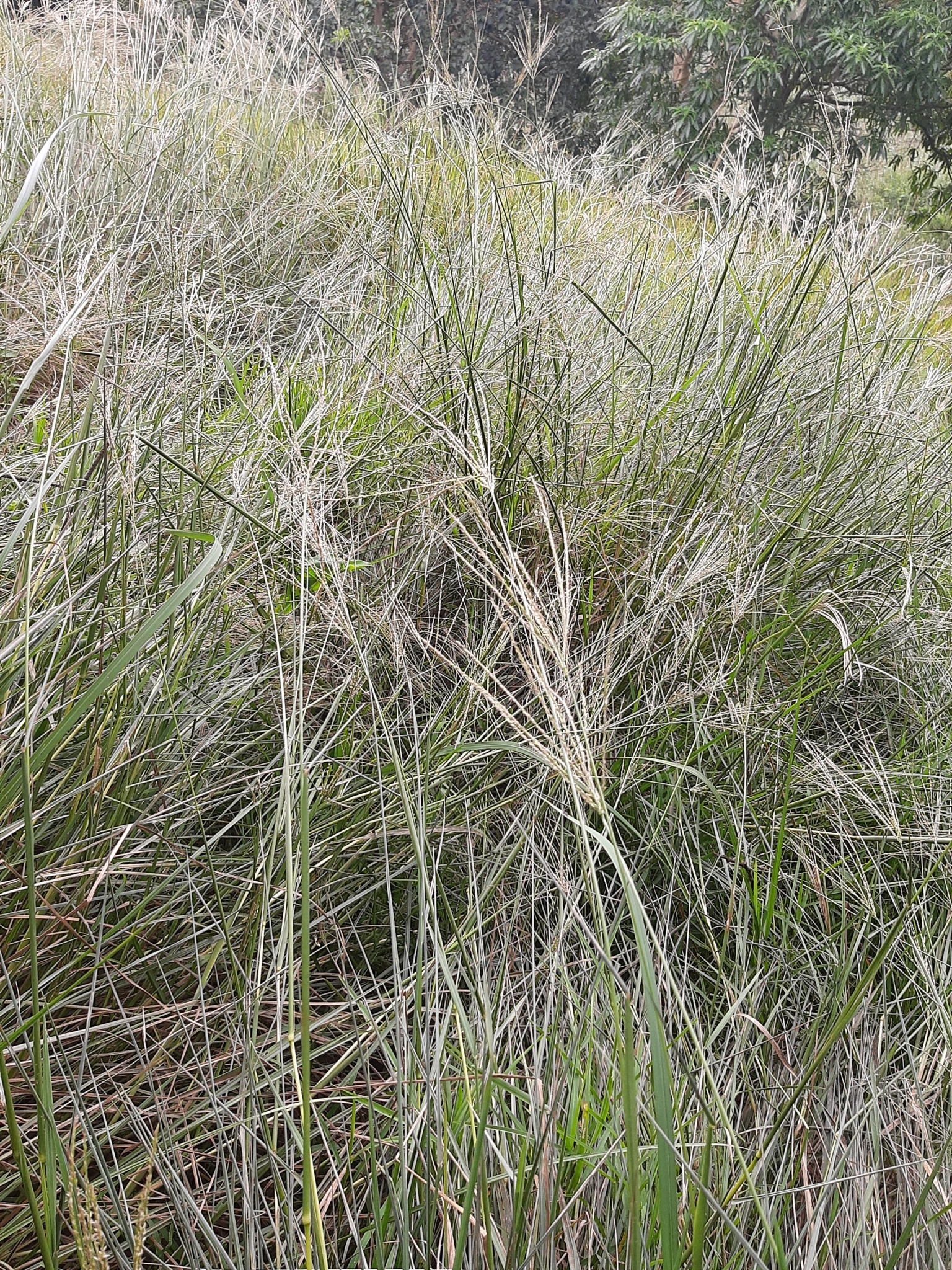 Imagem de Capim-urochloa