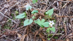 Viola ocellata