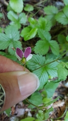 Viola ocellata