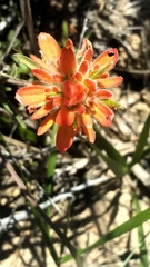 Castilleja affinis