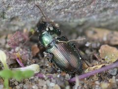 Harpalus distinguendus