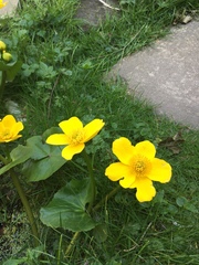 Caltha palustris