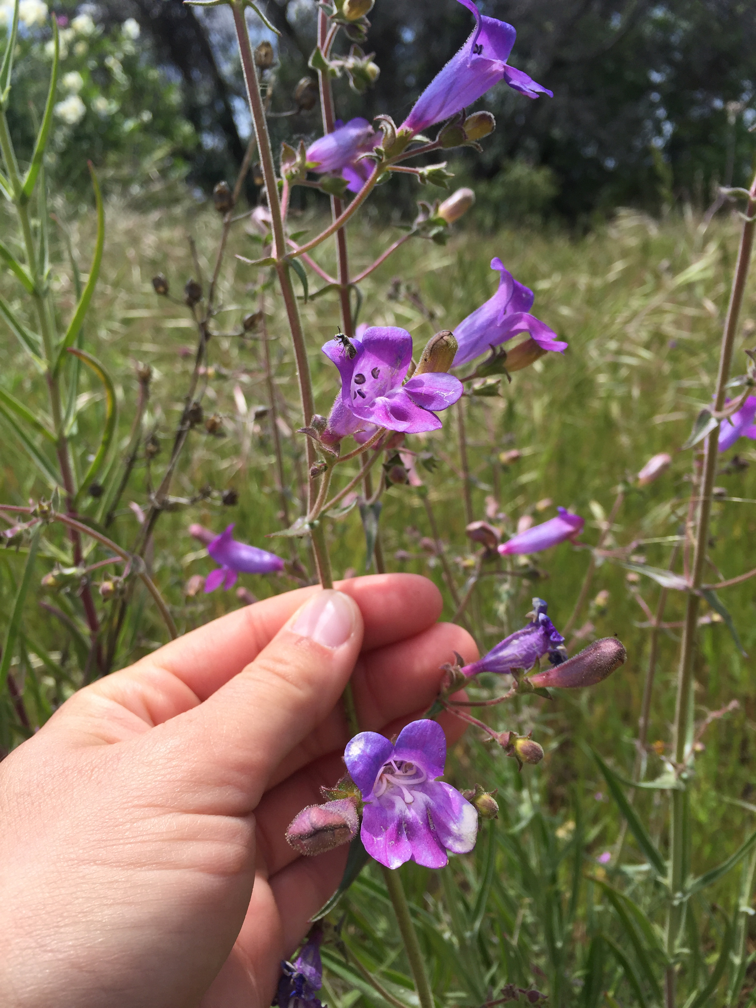 Penstemon laetus var. laetus