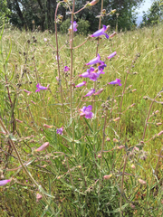 Penstemon laetus laetus