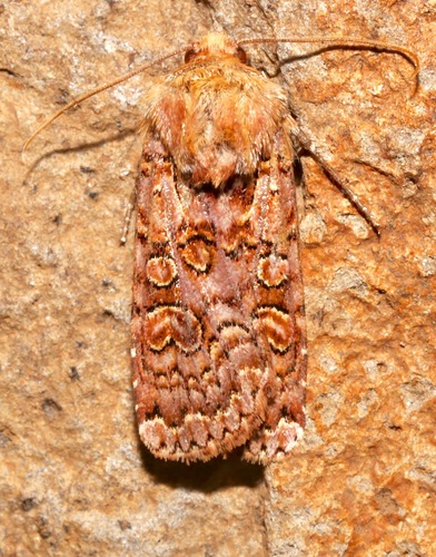 Xestia bolteri
