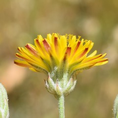 Crepis vesicaria