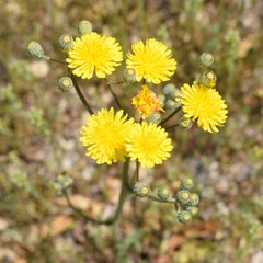 Crepis vesicaria