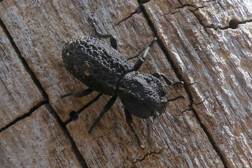iNaturalist observation photo of Diabolical Ironclad Beetle