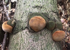 Fomitiporia hartigii