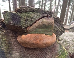 Fomitiporia hartigii