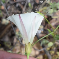 Calystegia occidentalis
