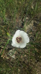Calochortus catalinae
