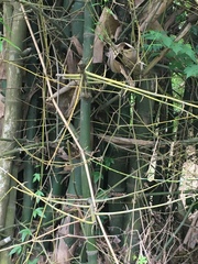 Bambusa stenostachya