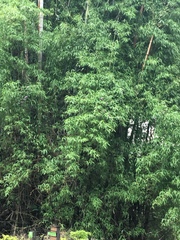 Bambusa stenostachya