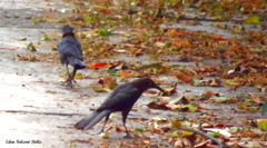 Quiscalus mexicanus