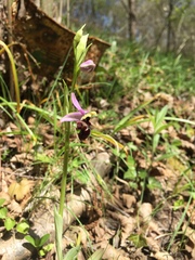 Ophrys oestrifera