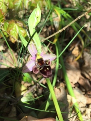 Ophrys oestrifera