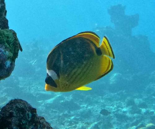 Raccoon Butterflyfish — seen at this dive site