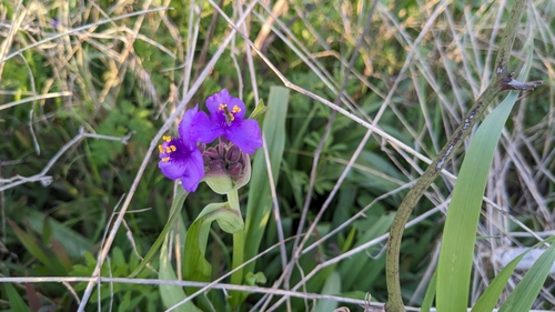 Image of Tradescantia gigantea by (c) Joseph Aubert, some rights reserved (CC BY)