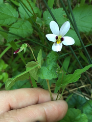 Viola ocellata
