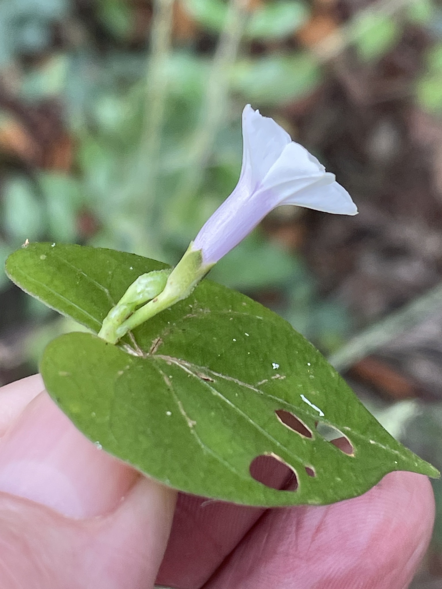 Ipomoea sagittifolia — ảnh 2