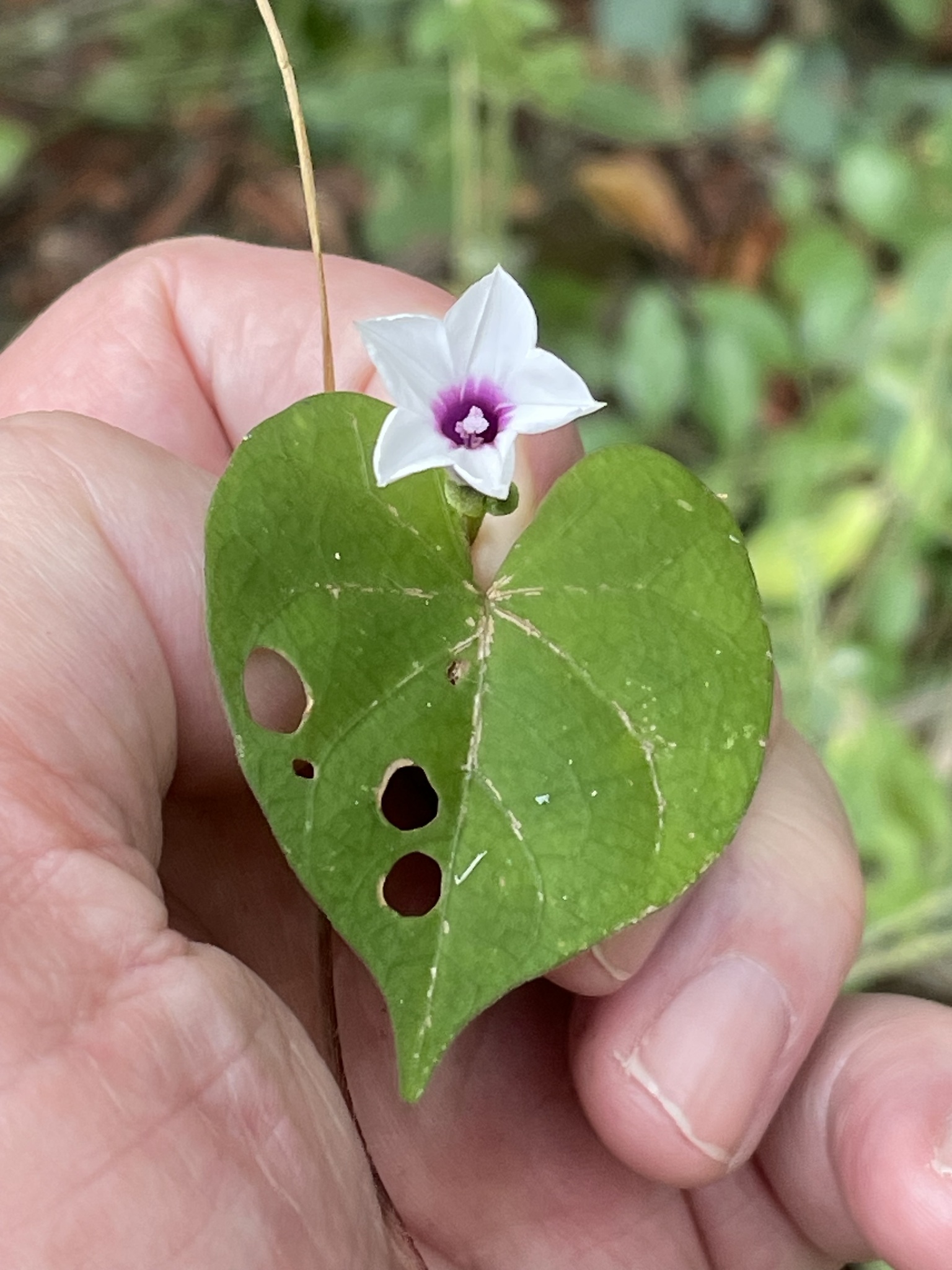 Ipomoea sagittifolia — ảnh 3