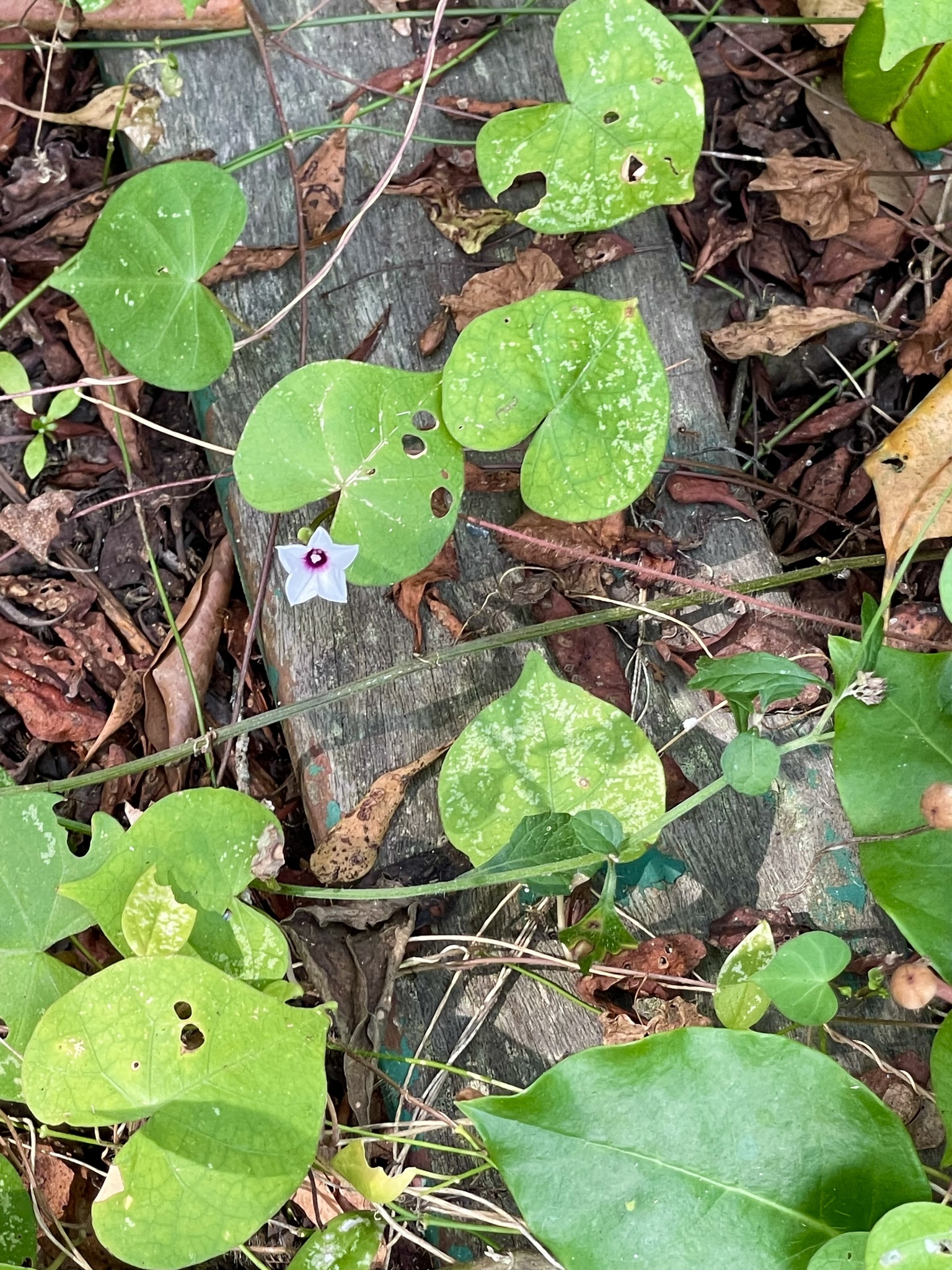 Ipomoea sagittifolia (Ipomoea sagittifolia)