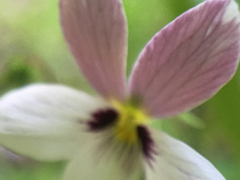 Viola ocellata