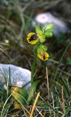 Ophrys lutea phryganae