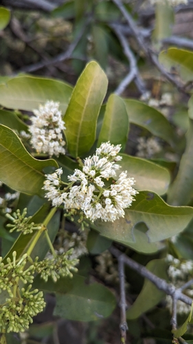 Image of Ixora pavetta by (c) Ravuri Krishna Chaitanya, some rights reserved (CC BY)