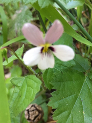 Viola ocellata