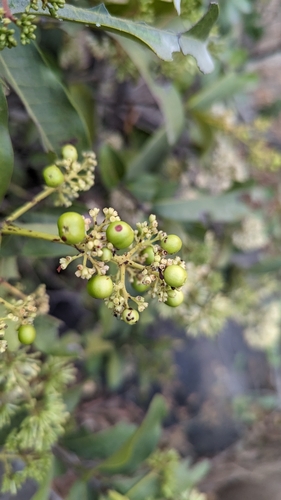 Image of Ixora pavetta by (c) Ravuri Krishna Chaitanya, some rights reserved (CC BY)
