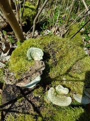 Fungi