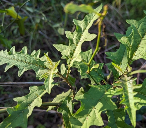 Image of Solanum tampicense by no rights reserved