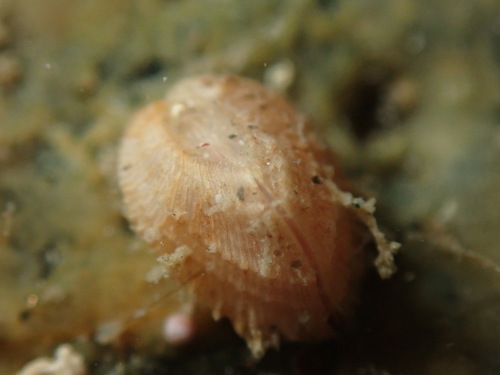 Milneria kelseyi, 2024-02-24