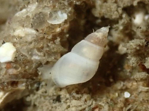 Odostomia helga observed 2024-02-24