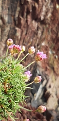 Armeria maritima maritima