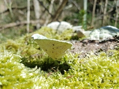Fungi