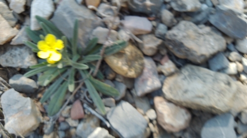 Image of Lithospermum mirabile by (c) Leticia Jiménez Hernández, some rights reserved (CC BY-SA)