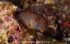 Tessellated Blenny photo 2