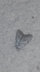 Nola confusalis