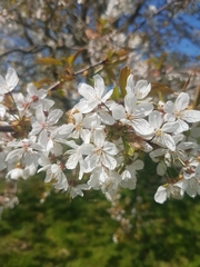 Prunus nigra