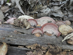 Rhodofomitopsis feei