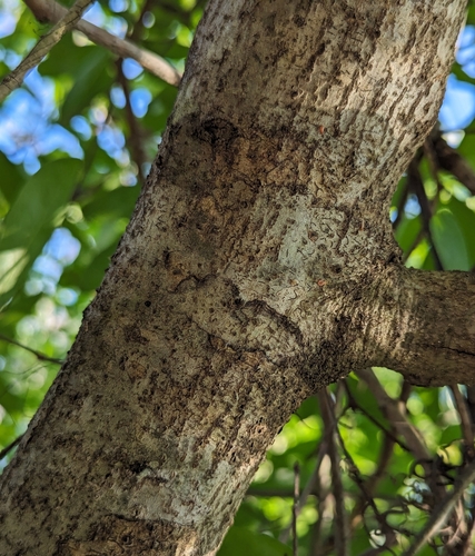 Image of Quercus laurifolia by no rights reserved