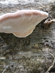 Rhodofomitopsis feei