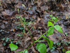 Thaspium trifoliatum trifoliatum