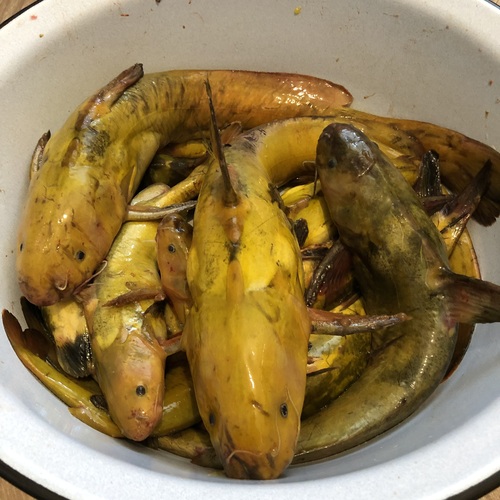 Ussuri catfish (Pelteobagrus ussuriensis) — Bagridae — 5