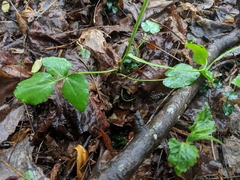 Thaspium trifoliatum trifoliatum
